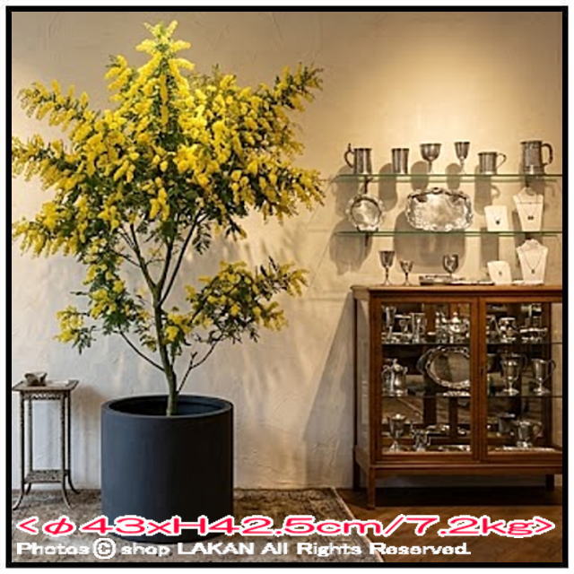AN-PY4343 軽量植木鉢 人気 ポリッシュ 植木鉢 