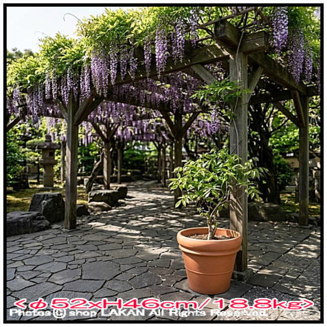 人気 大型 輸入植木鉢 テラコッタ製 