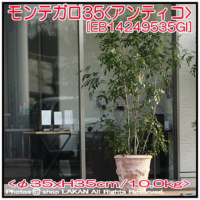 フルーツ柄 テラコッタ製 人気 植木鉢