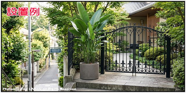 樹脂製植木鉢 大型 グラスファイバー 人気鉢 