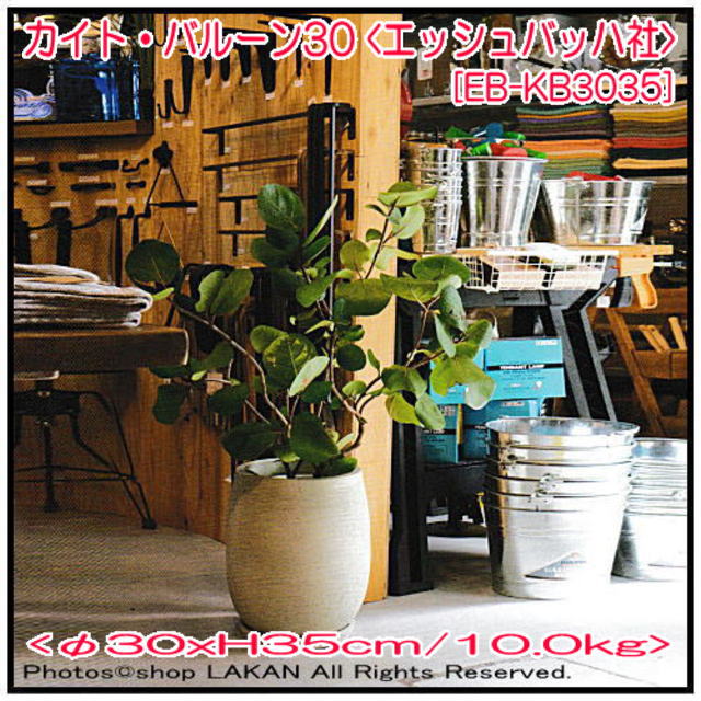 エッシュバッハ 陶器 テラコッタ製 植木鉢 