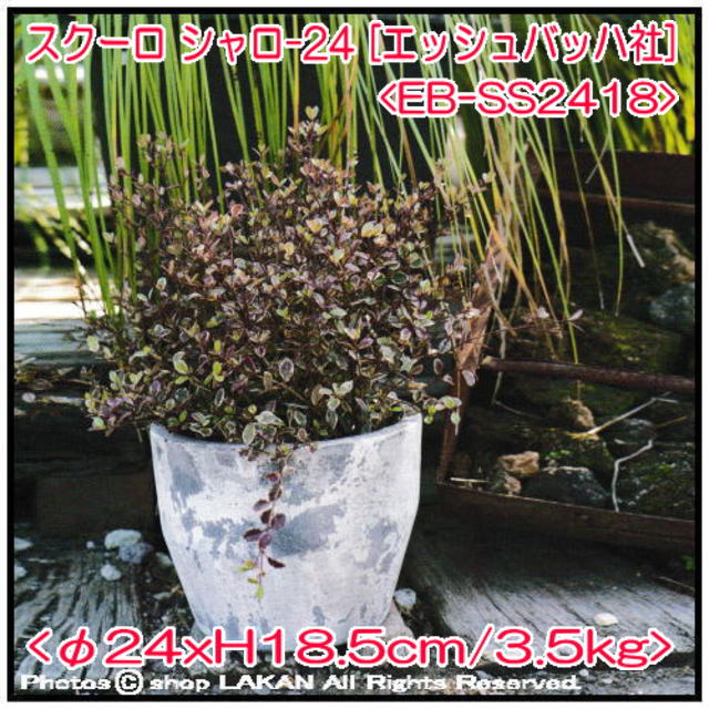 スクーロ コンクリート製 植木鉢 