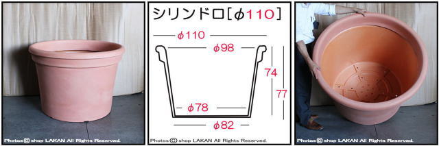 シリンドロ 大型樹木 特大サイズ 