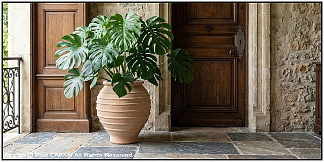 植木鉢 異国情緒 エキゾティック 