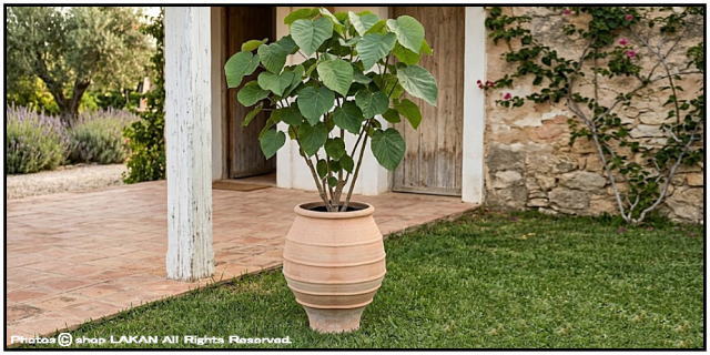 植木鉢 異国情緒 エキゾティック 