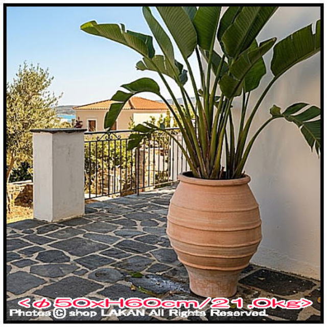 植木鉢 異国情緒 エキゾティック 