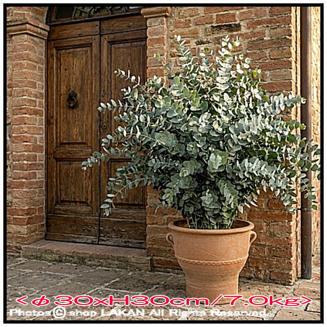 輸入 テラコッタ鉢 ルバーキ 素焼き鉢 