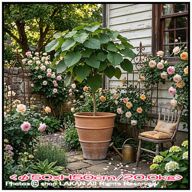 松尾貿易 テラコッタ鉢 モナホ 素焼き鉢 