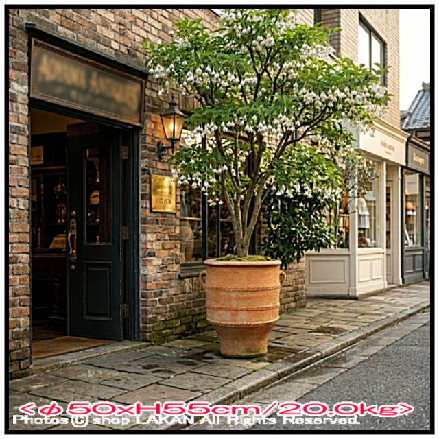 輸入 テラコッタ鉢 グラストラ 素焼き鉢 